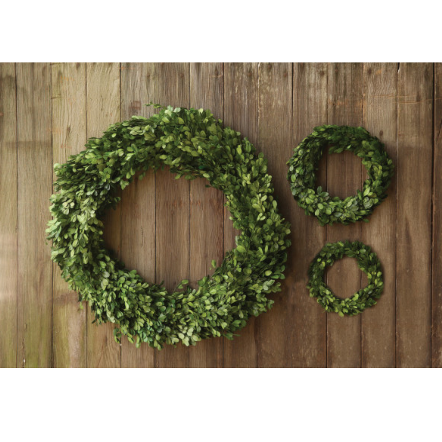 A circular preserved boxwood wreath with deep green leaves, handcrafted and intended for indoor use.